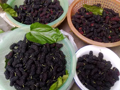 Mulberry Fruit Juice Powder
