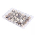 Engros Squail Eggs Tray Blister Box Clamshell Emballage