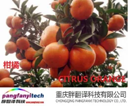 Healthy Fresh  Sour-sweet  Self-planted Navel Orange