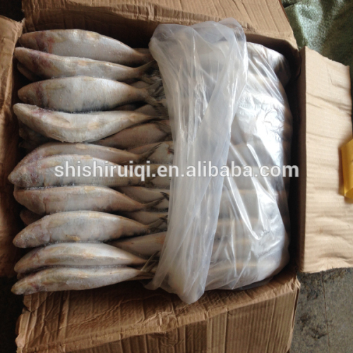 Bait fish sardine frozen sardine for tuna bait wholesale