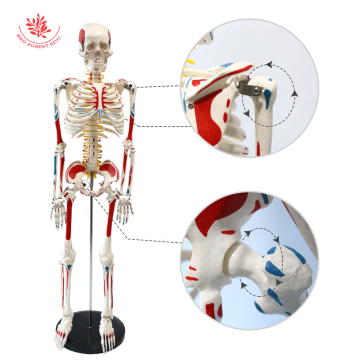 Durable Human Skeleton Model FRT008 with Removable Parts for Study and Display