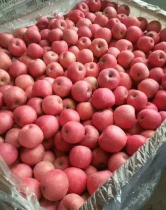blush red fuji apples