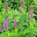 Alchemilla Vulgaris Extract Sale