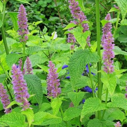 Alchemilla Vulgaris Extract Sale