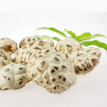 Hot Sale Log Jamur Bunga Putih Kering