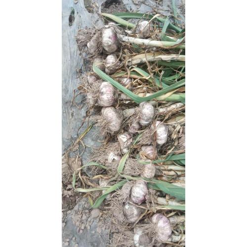 New Crop Fresh Garlic 2020