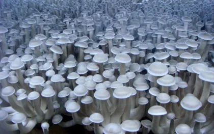 lyophyllum mushroom/ club fungi Mushrooms /coral fungi