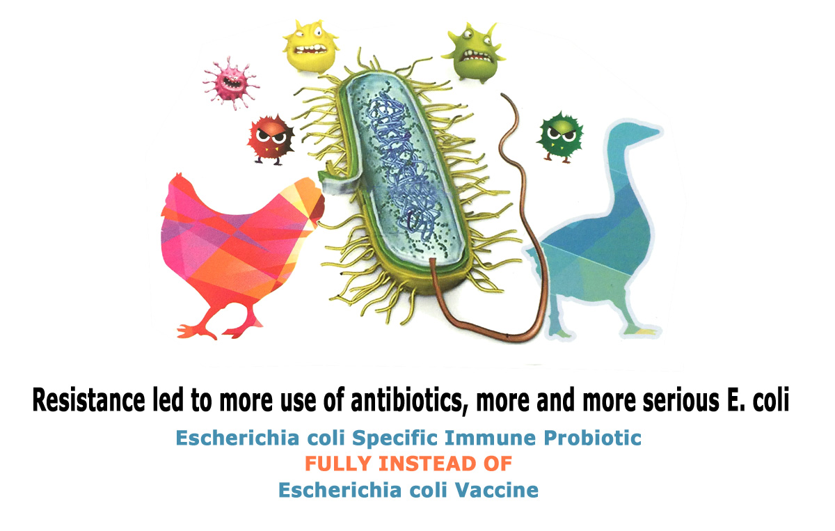 Escherichia coli 