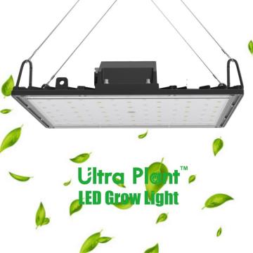 Luz LED de cultivo interior regulable de 600 W