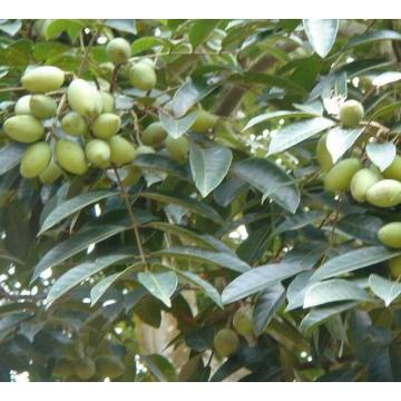 Natural Olive Leaf Extract