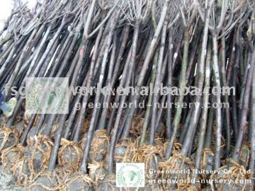 Prunus Cerasifera trees