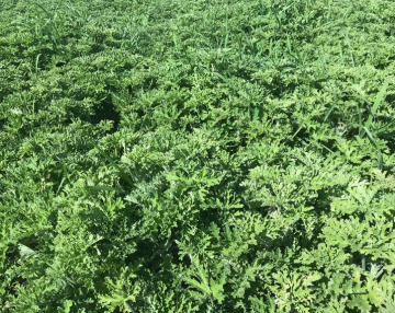 Minyak pati geranium anti-penuaan