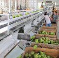 Smelling Photoelectric di frutta e verdura automatica