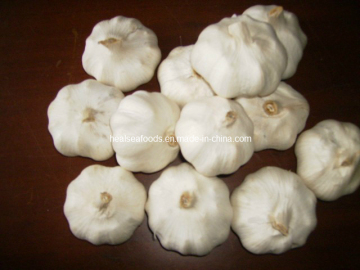 Pure White Garlic