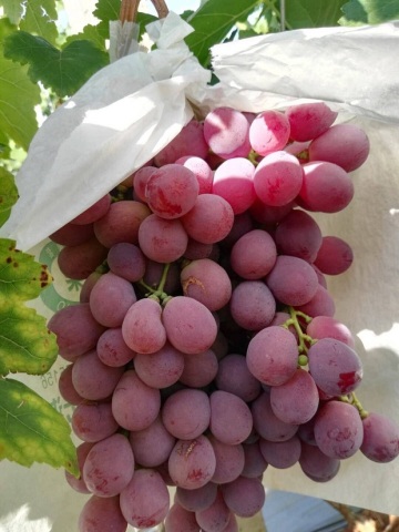 Sweet red grape 2019