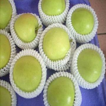 High Quality Golden Apple Yantai Origin