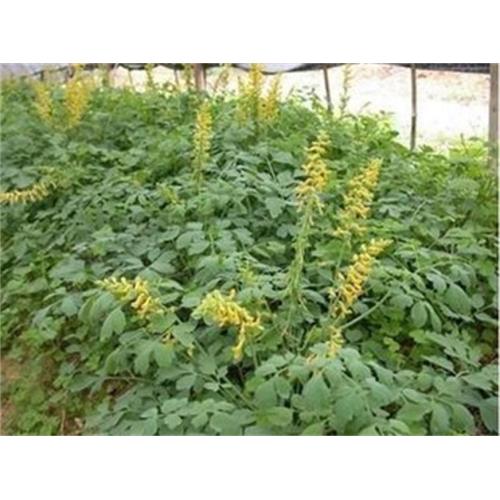 High quality berberine tea