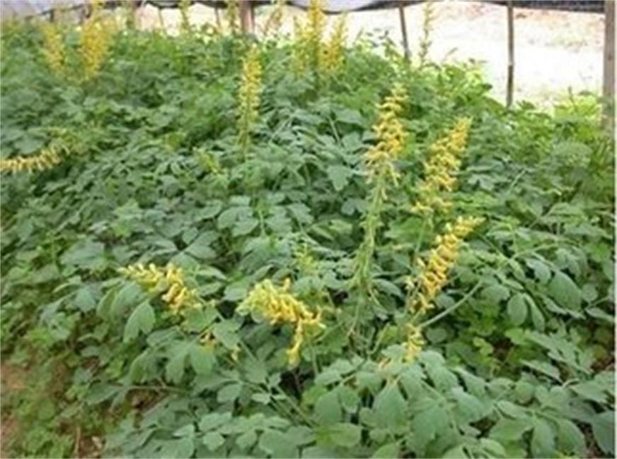 High quality berberine tea China Manufacturer