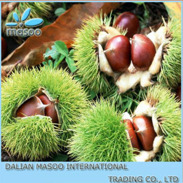 Raw Chestnuts,Fresh Chestnuts From Dandong, Organic Chestnuts, Chinese Bulk Chestnus