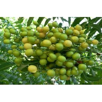 Aceite Neem Prensado en Frío 100% PURO NATURAL