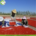 Factory Supply Fruits Buy Market Price Goji Berry