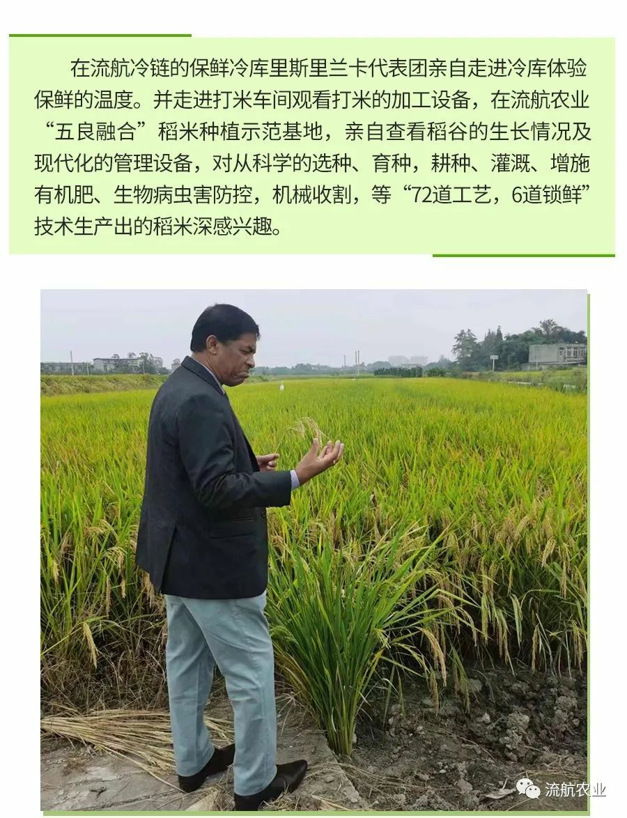 Organic rice cultivation