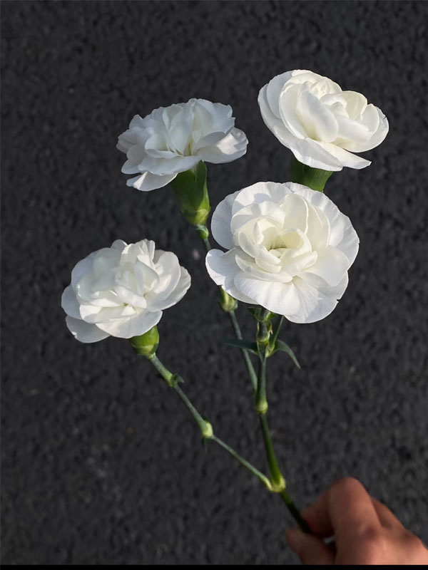 White Jasmine single headaed carnation4