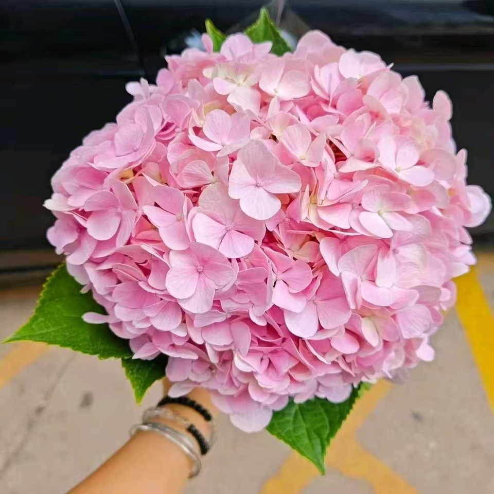 Light pink single hydrangea