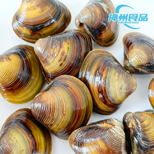 Carne di vongole vive e congelate ultra pulita