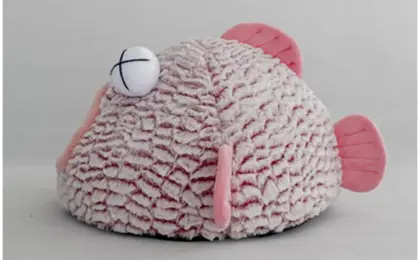 Big Eye Fish Solid Sponge Dog