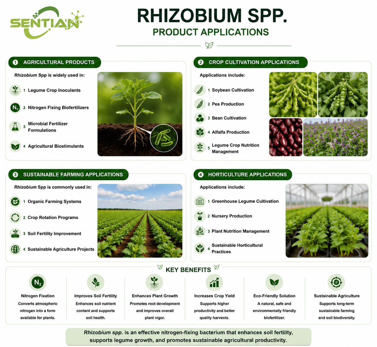Rhizobium spp.（2）