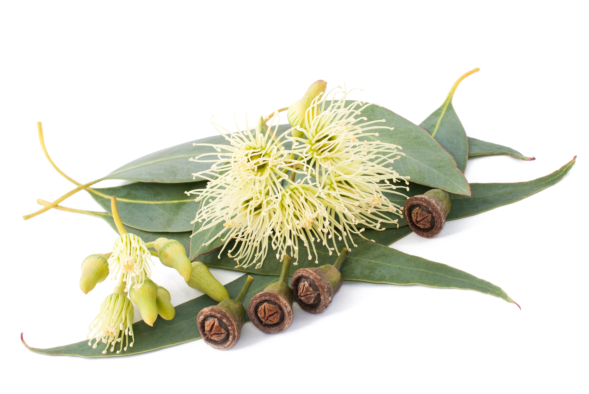 eucalyptus extract (3)