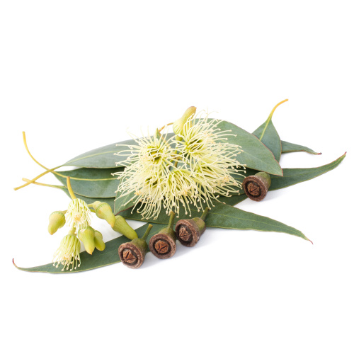 Food Grade Plant Extract eucalyptus extract