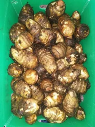 Fresh Taro in Anqiu Weifang