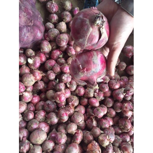 Buy Fresh Myanmar Fresh Onion Red Onion Price Per Ton For Exporting from  Shandong Sinofarm Food Co., Ltd., China