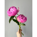 বিলাসবহুল ব্লু ফুজি পিওনি ফুলের ব্যবস্থা
