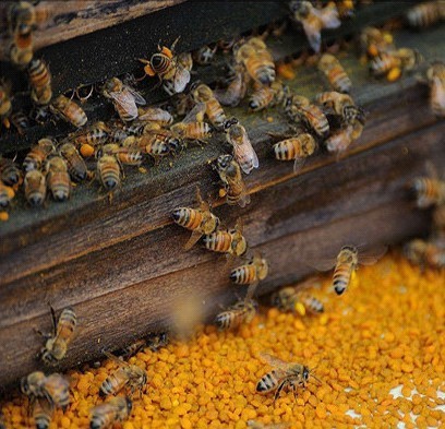 Bee Pollen