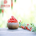 Wolfberry / Lycium Barbarum / organiczne jagody goji