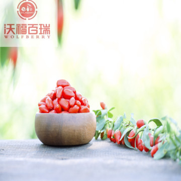 Goji berry/ Wolfberry /Hot sale goji berries