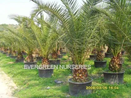 phoenix canariensis