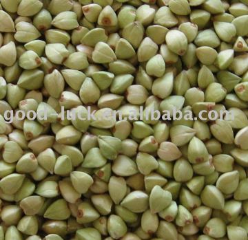 Crop 2012 green buckwheat groat