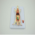 মাউস অ্যানাটমি মডেল 6 উপাদান