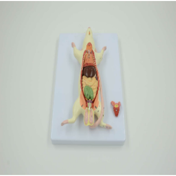 মাউস অ্যানাটমি মডেল 6 উপাদান