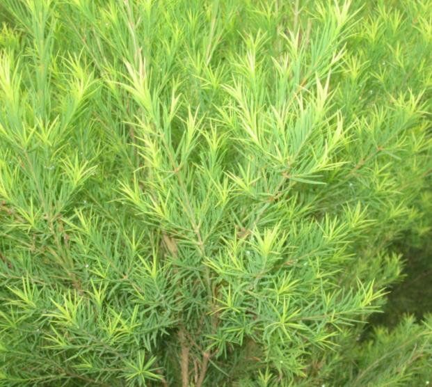 Tea Tree Essential Oil Price Factory Supply