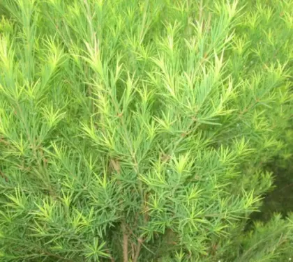 Tea Tree Essential Oil Price Factory Supply