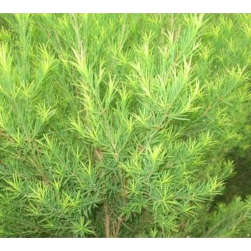 Tea Tree Oil Essential Price Supply Factory