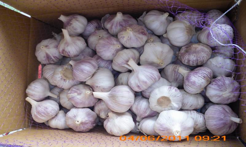purple skin garlic 