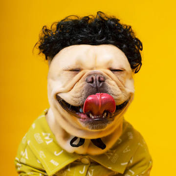 Prank Pet Wigs: Funny Cross-Dressing Head Accessories for Dogs and Cats