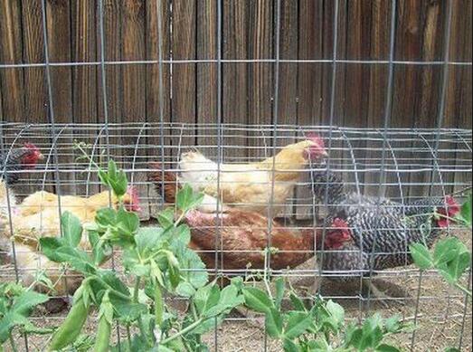 Galvanized Poultry Netting