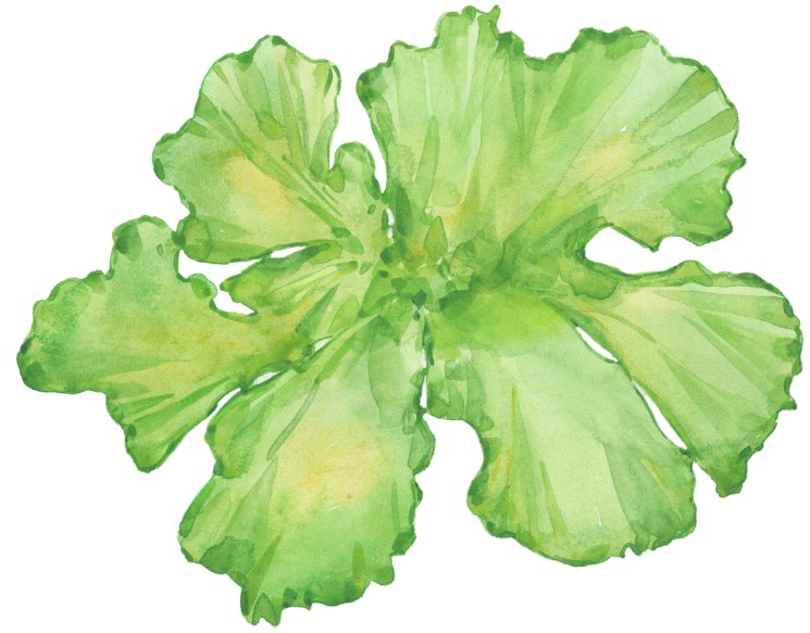 Ulva Lactuca Extract (1)